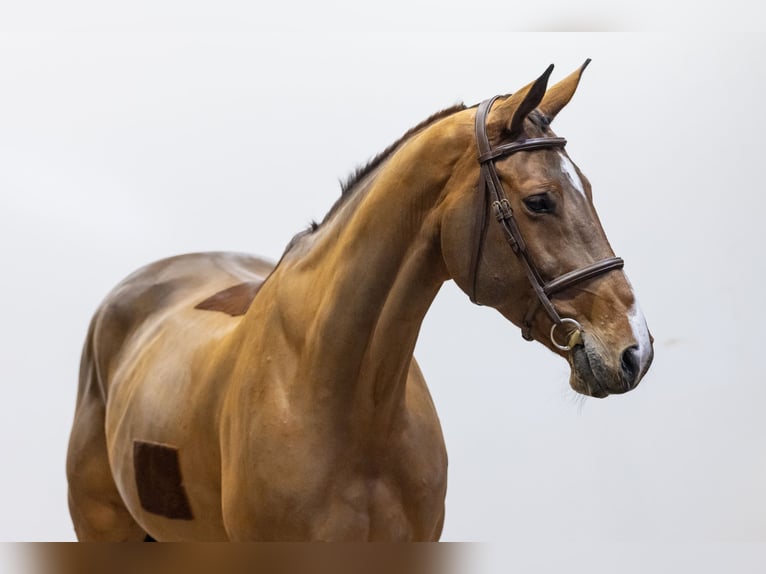 Zangersheider Mare 9 years 16,3 hh Brown in Waddinxveen