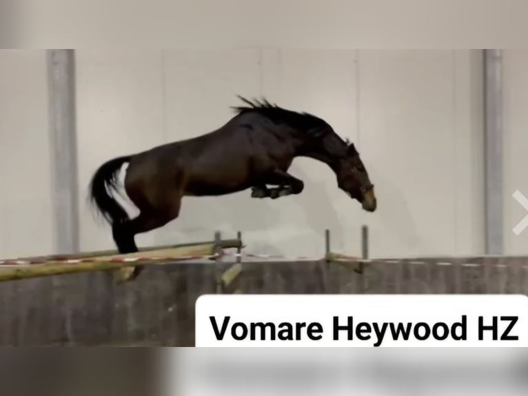 Zangersheider Mare 9 years 17 hh Bay-Dark in Veghel