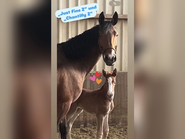 Zangersheider Mare 9 years 17 hh Brown in Bad BentheimBad Bentheim Zangersheider Mare 9 years 17 hh Brown in Bad BentheimBad Bentheim