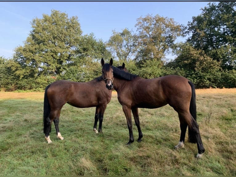 Zangersheider Mare 9 years 17 hh Brown in Bad BentheimBad Bentheim Zangersheider Mare 9 years 17 hh Brown in Bad BentheimBad Bentheim