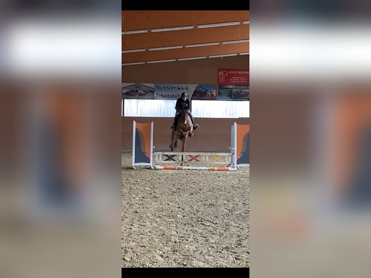 Zangersheider Mare 9 years 17 hh Brown in Bad BentheimBad Bentheim Zangersheider Mare 9 years 17 hh Brown in Bad BentheimBad Bentheim