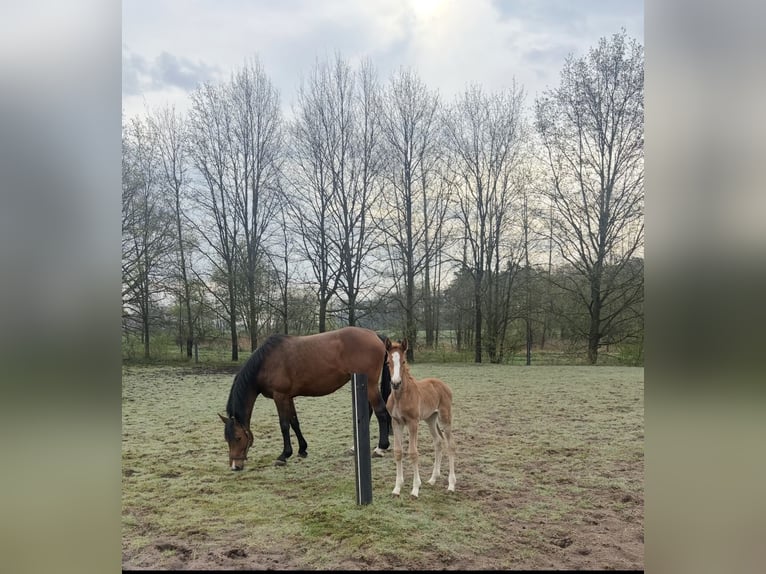 Zangersheider Mare 9 years 17 hh Brown in Bad BentheimBad Bentheim Zangersheider Mare 9 years 17 hh Brown in Bad BentheimBad Bentheim
