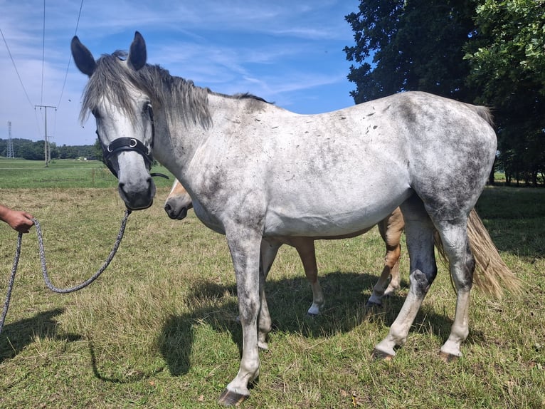 Zangersheider Mare 9 years in Loddin