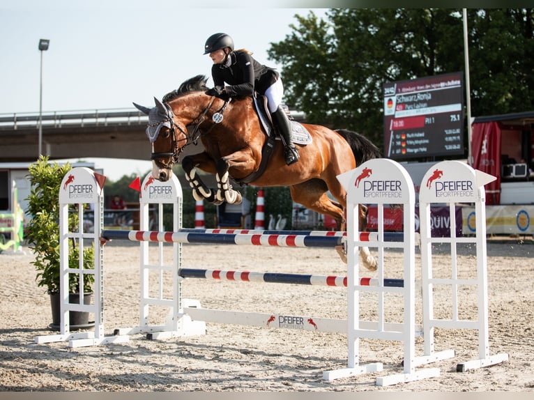 Zangersheider Mare 9 years Brown in Renchen