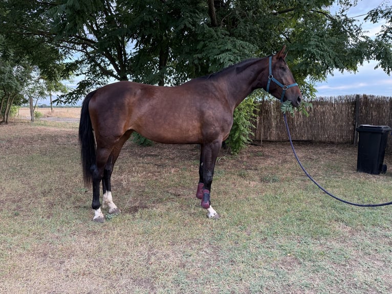 Zangersheider Mare Foal (05/2026) 12.1 hh Bay in Lajosmizse