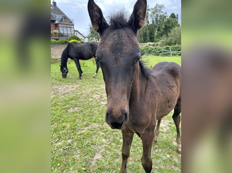 Zangersheider Mare Foal (04/2024) 12,2 hh Bay-Dark in Herzogenrath