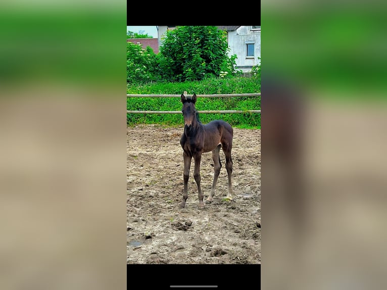 Zangersheider Mare Foal (04/2024) 12,2 hh Bay-Dark in Herzogenrath