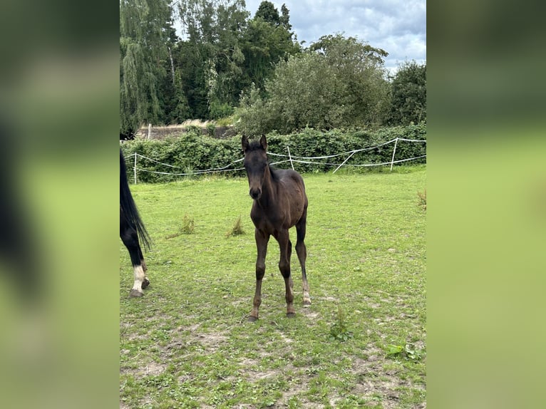 Zangersheider Mare Foal (04/2024) 12,2 hh Bay-Dark in Herzogenrath