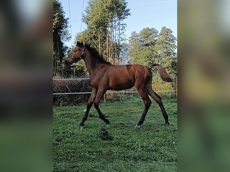 Zangersheider Mare Foal (04/2025) 12,2 hh Brown in Pi&#x142;a