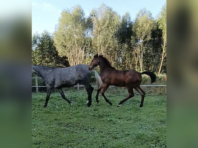 Zangersheider Mare Foal (04/2025) 12,2 hh Brown in Pi&#x142;a