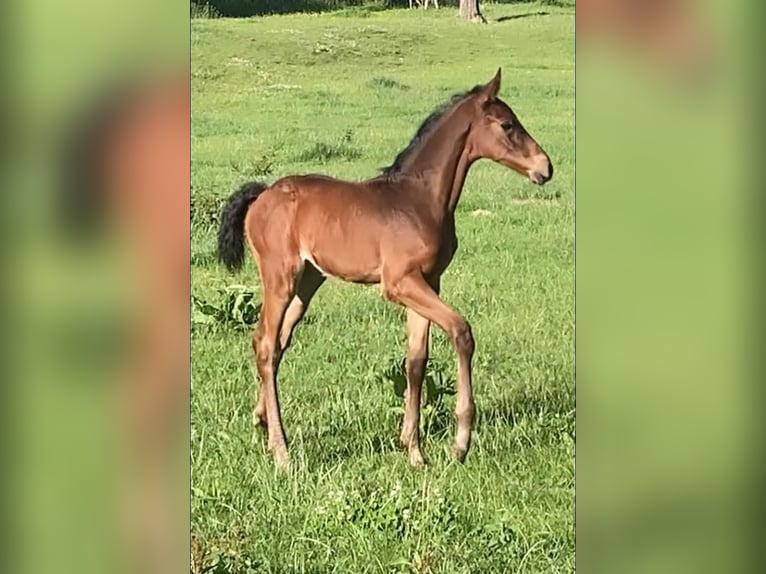 Zangersheider Mare Foal (04/2026) 16.1 hh Bay-Dark in liège