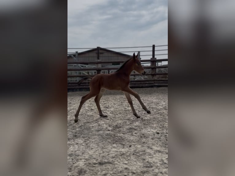 Zangersheider Mare Foal (01/2026) 16.1 hh Bay in liège