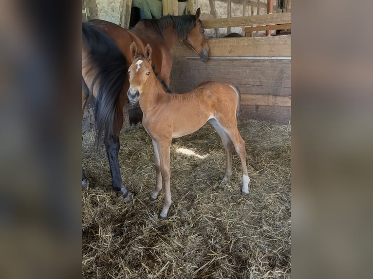 Zangersheider Mare Foal (06/2026) 16.2 hh Brown in ReichelsheimReichelsheim Rohrbach
