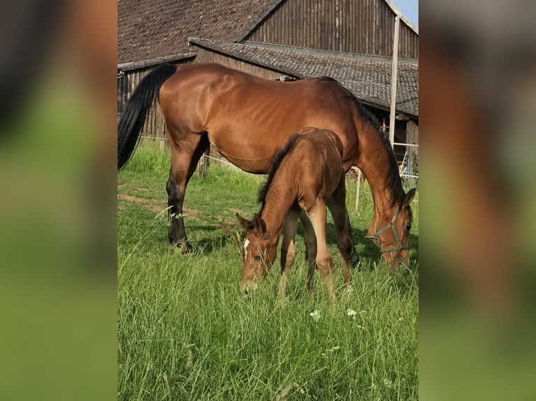 Zangersheider Mare Foal (06/2026) 16.2 hh Brown in ReichelsheimReichelsheim Rohrbach