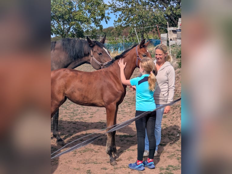 Zangersheider Mare Foal (06/2026) 16.2 hh Brown in ReichelsheimReichelsheim Rohrbach