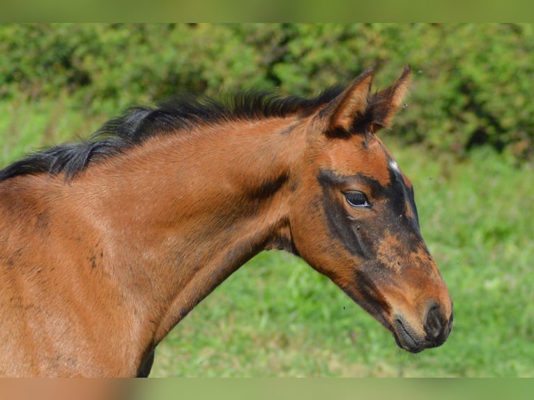 Zangersheider Mare Foal (08/2026) 16.2 hh Brown in Murtosa