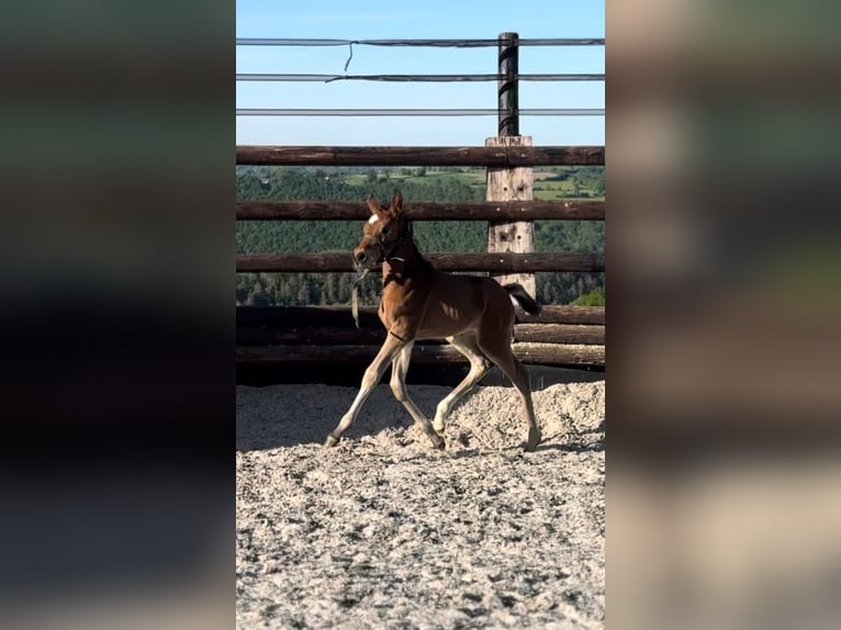 Zangersheider Mare Foal (01/2025) 16,2 hh Brown in Li&#xE8;ge