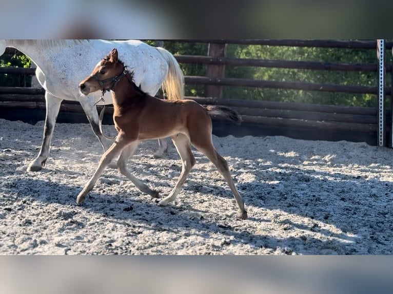 Zangersheider Mare Foal (01/2025) 16,2 hh Brown in Li&#xE8;ge