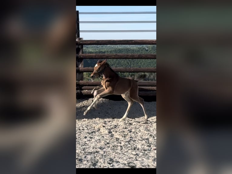 Zangersheider Mare Foal (01/2025) 16,2 hh Brown in Li&#xE8;ge