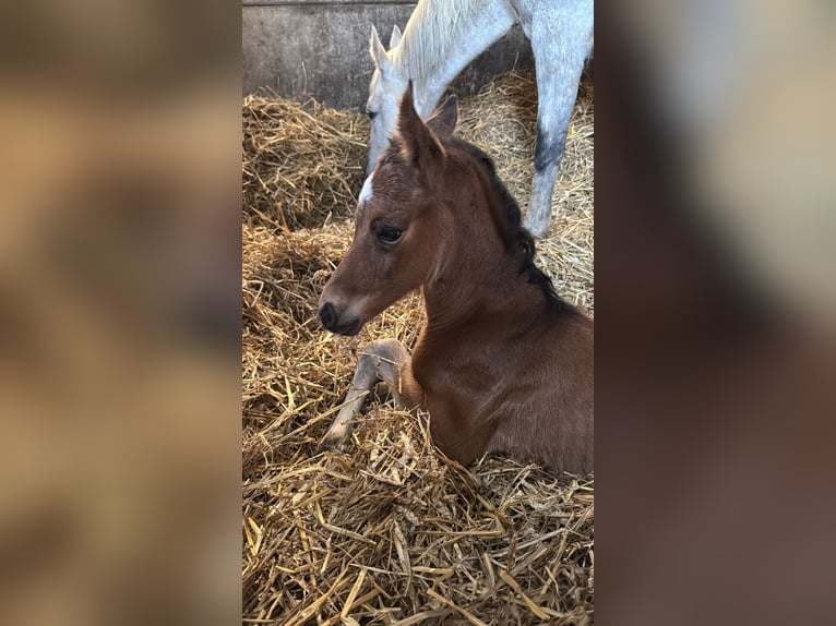 Zangersheider Mare Foal (01/2025) 16,2 hh Brown in Li&#xE8;ge