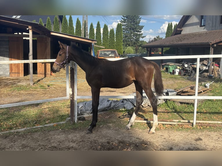 Zangersheider Mare Foal (03/2026) 16.2 hh Brown in Warszowice