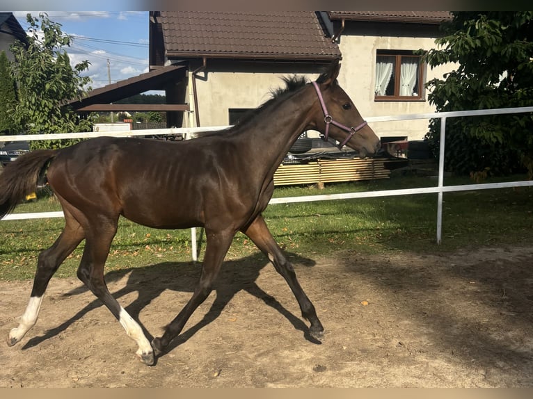 Zangersheider Mare Foal (03/2026) 16.2 hh Brown in Warszowice