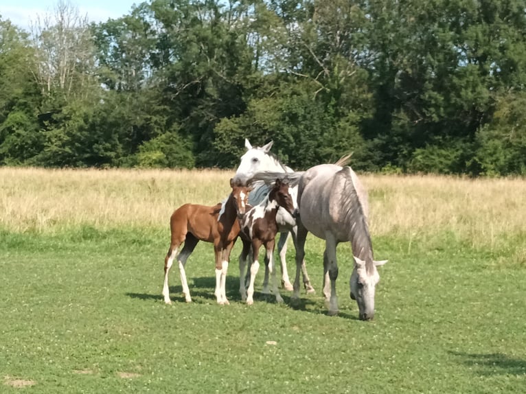 Zangersheider Mare Foal (02/2024) 16 hh Can be white in DAMPIERRE