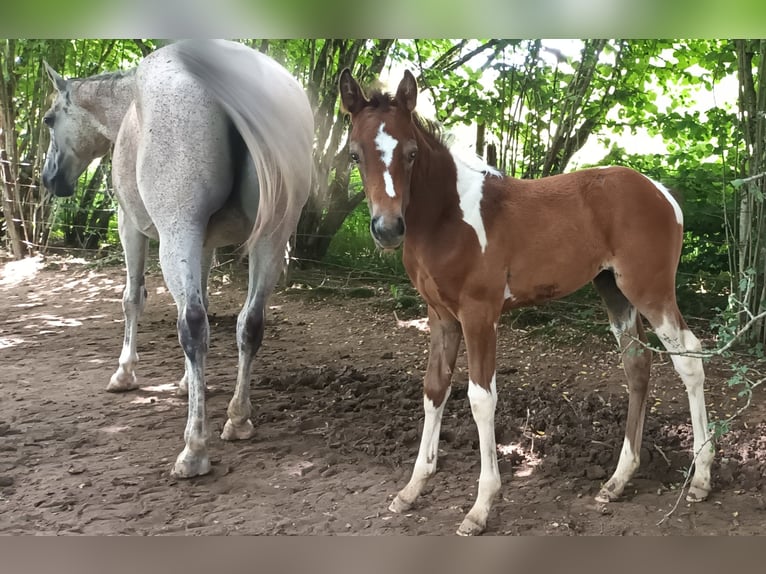 Zangersheider Mare Foal (02/2024) 16 hh Can be white in DAMPIERRE