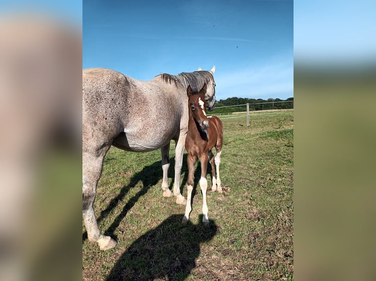 Zangersheider Mare Foal (02/2024) 16 hh Can be white in DAMPIERRE