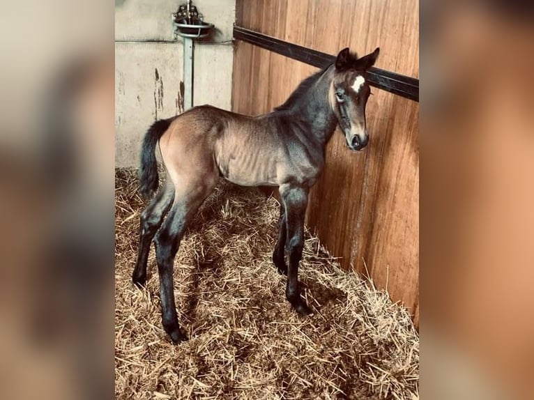 Zangersheider Mare Foal (04/2026) 16,1 hh Bay-Dark in liège