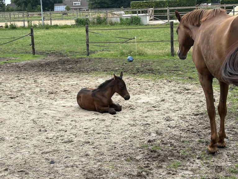 Zangersheider Mare  16,1 hh Bay-Dark in Wachtum