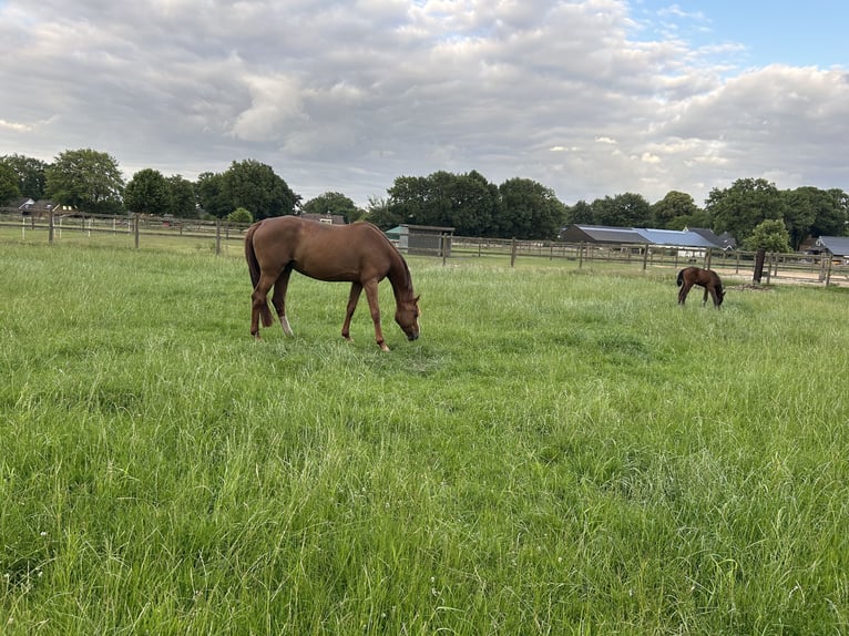 Zangersheider Mare  16,1 hh Bay-Dark in Wachtum