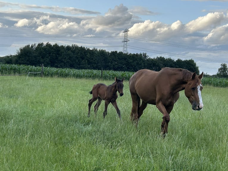 Zangersheider Mare  16,1 hh Bay-Dark in Wachtum