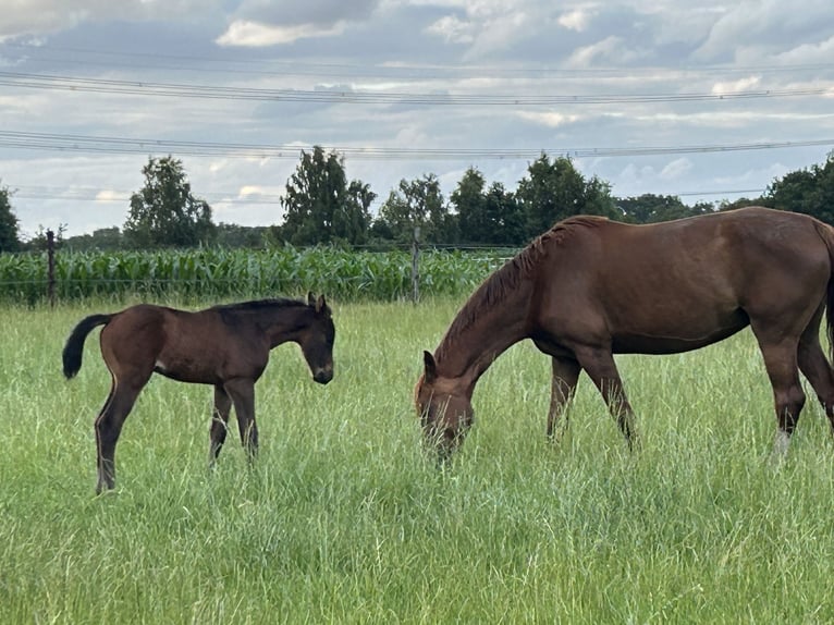 Zangersheider Mare  16,1 hh Bay-Dark in Wachtum