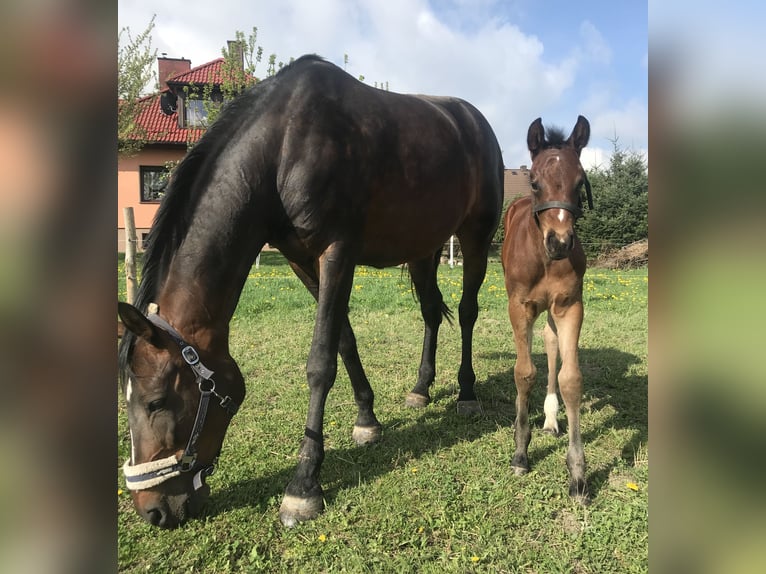 Zangersheider Mare Foal (04/2025) 16,1 hh Brown in Rudno
