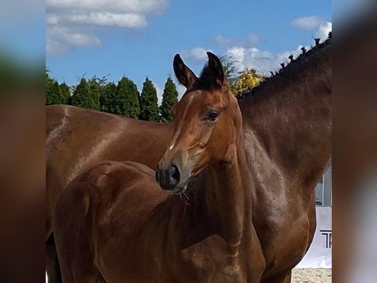 Zangersheider Mare Foal (04/2025) 16,1 hh Brown in Rudno