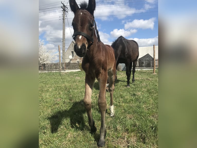Zangersheider Mare Foal (04/2025) 16,1 hh Brown in Rudno