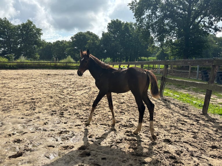 Zangersheider Mare Foal (04/2025) 16,1 hh Brown in Lage