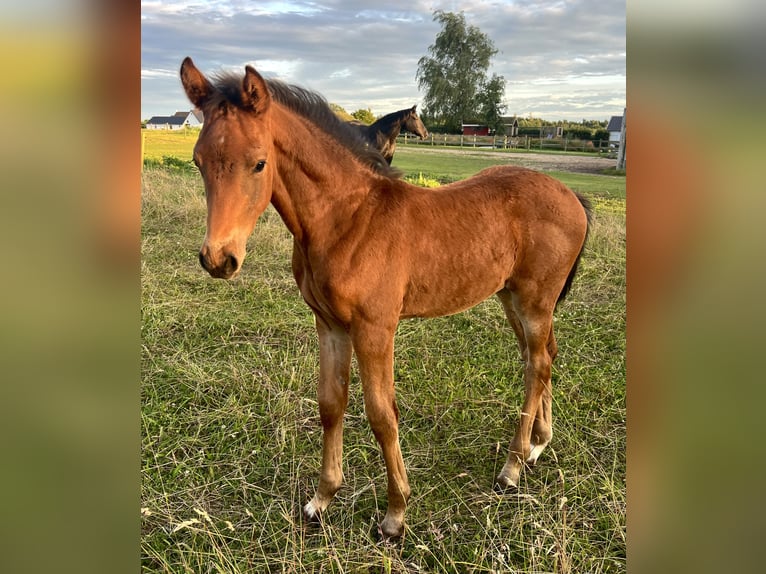 Zangersheider Mare Foal (05/2025) 16,2 hh Bay-Dark in Hjallerup
