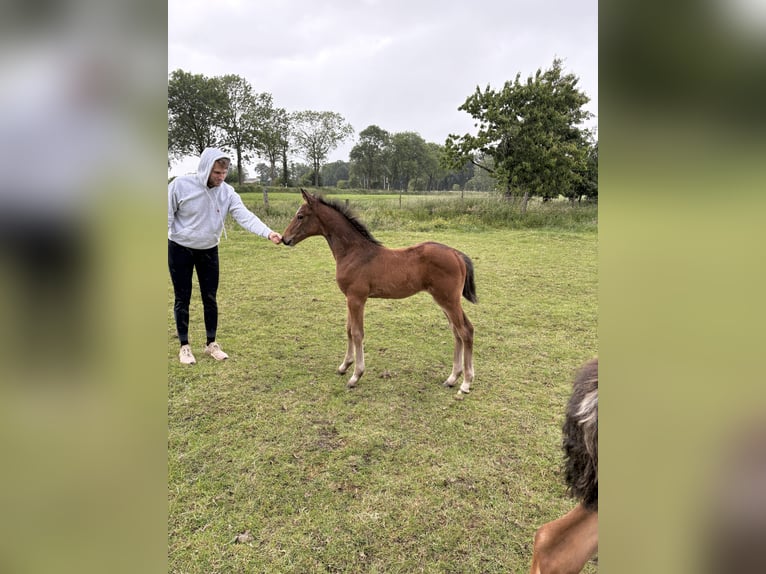 Zangersheider Mare  16,2 hh Brown in Engelschoff