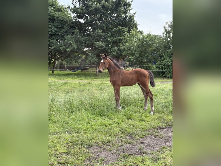Zangersheider Mare  16,2 hh Brown in Engelschoff