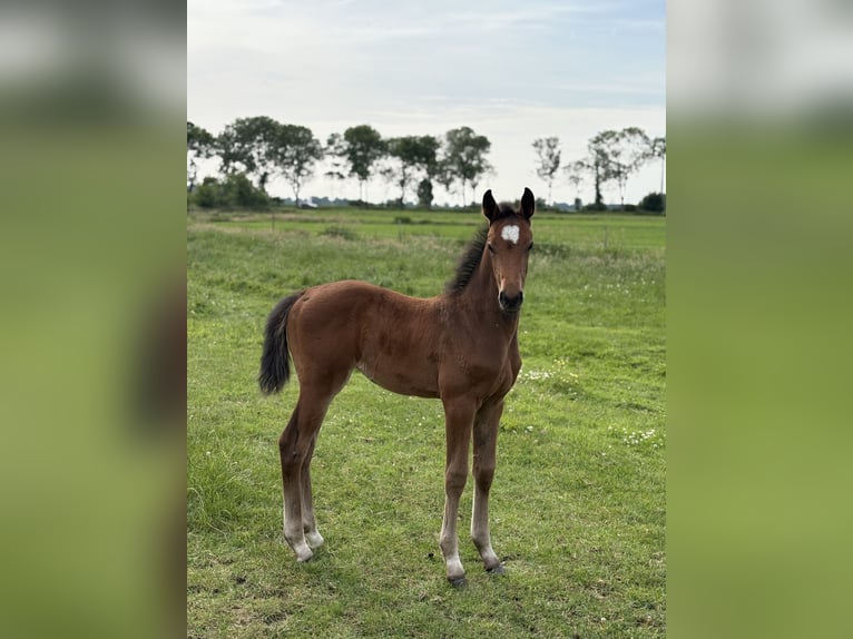 Zangersheider Mare  16,2 hh Brown in Engelschoff