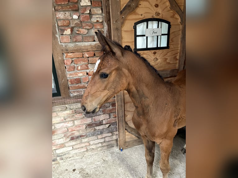 Zangersheider Mare  16,2 hh Brown in Engelschoff