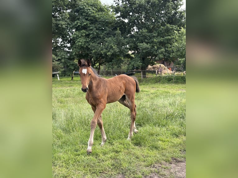 Zangersheider Mare  16,2 hh Brown in Engelschoff