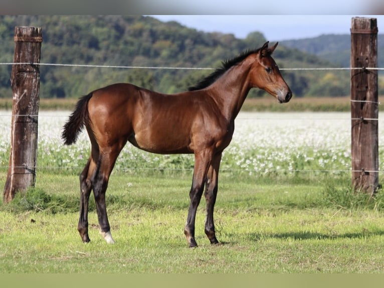 Zangersheider Mare Foal (06/2025) 16,2 hh Brown in Dobromierz
