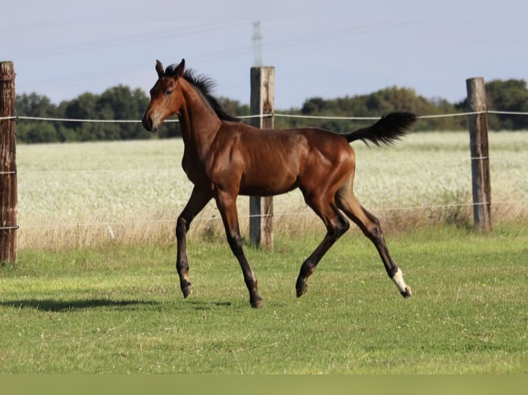 Zangersheider Mare Foal (06/2025) 16,2 hh Brown in Dobromierz