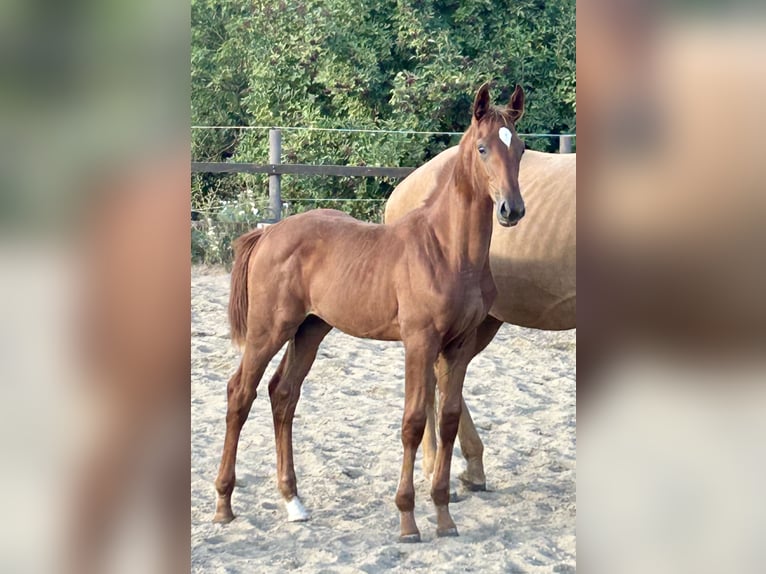 Zangersheider Mare Foal (04/2025) 16,2 hh Chestnut-Red in M&#xFC;cheln (Geiseltal)