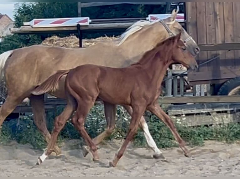 Zangersheider Mare Foal (04/2025) 16,2 hh Chestnut-Red in M&#xFC;cheln (Geiseltal)