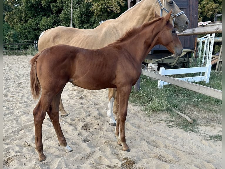 Zangersheider Mare Foal (04/2025) 16,2 hh Chestnut-Red in M&#xFC;cheln (Geiseltal)