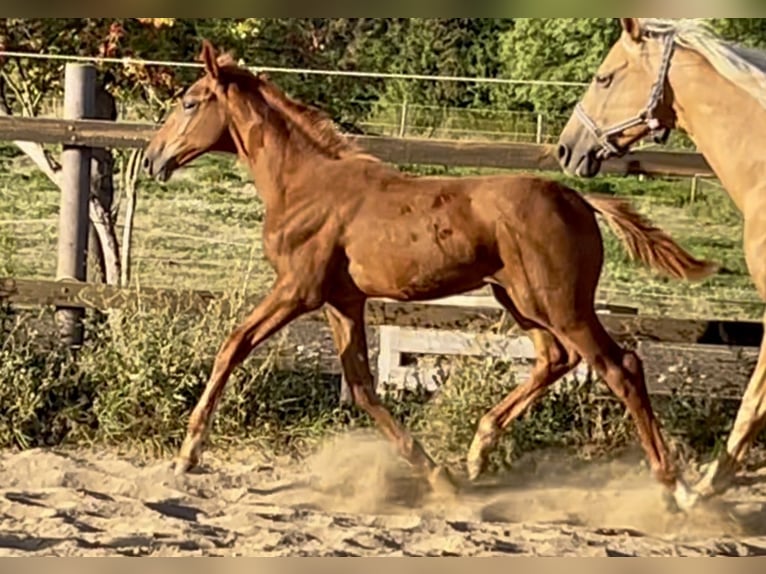 Zangersheider Mare Foal (04/2025) 16,2 hh Chestnut-Red in M&#xFC;cheln (Geiseltal)